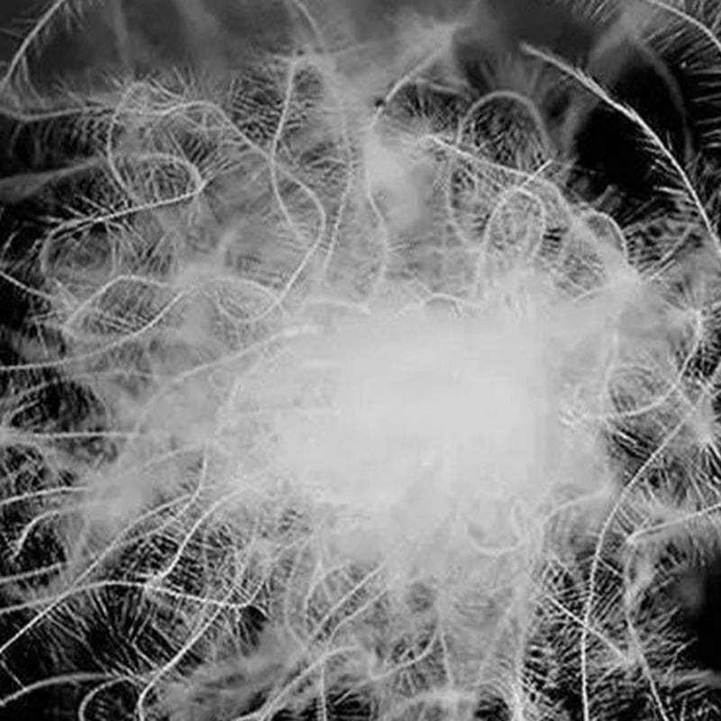 90% খাঁটি সাদা হাঁস ডাউন 90% খাঁটি সাদা হাঁস ডাউন