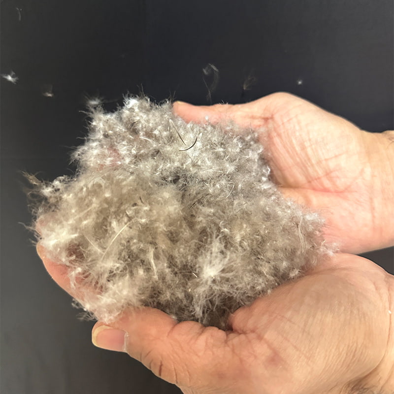 80% গ্রে ডাক ডাউন