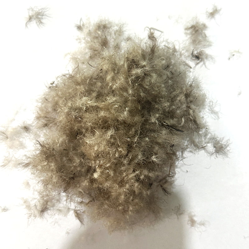 80% গ্রে ডাক ডাউন 80% গ্রে ডাক ডাউন