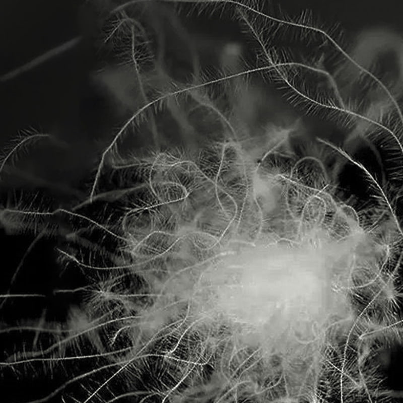 80% গ্রে ডাক ডাউন 80% গ্রে ডাক ডাউন