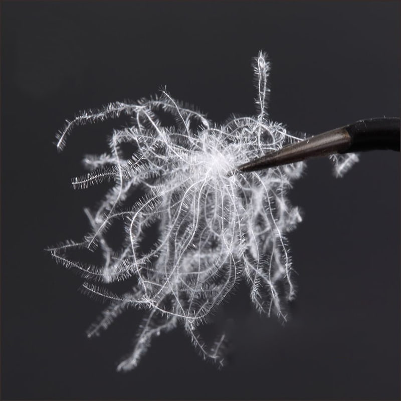 80% খাঁটি সাদা হাঁস ডাউন 80% খাঁটি সাদা হাঁস ডাউন