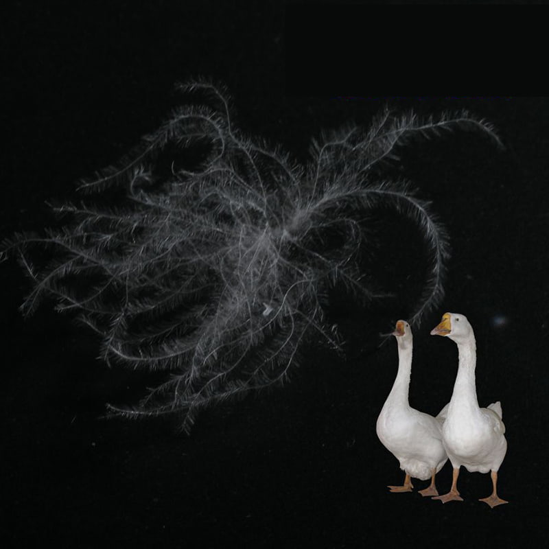 90% খাঁটি সাদা হাঁস ডাউন 90% খাঁটি সাদা হাঁস ডাউন