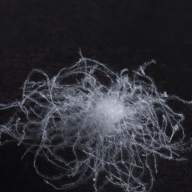 80% বিশুদ্ধ হোয়াইট গুজ ডাউন 80% বিশুদ্ধ হোয়াইট গুজ ডাউন