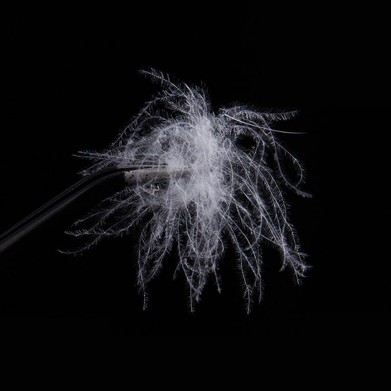 80% খাঁটি সাদা হাঁস ডাউন 80% খাঁটি সাদা হাঁস ডাউন